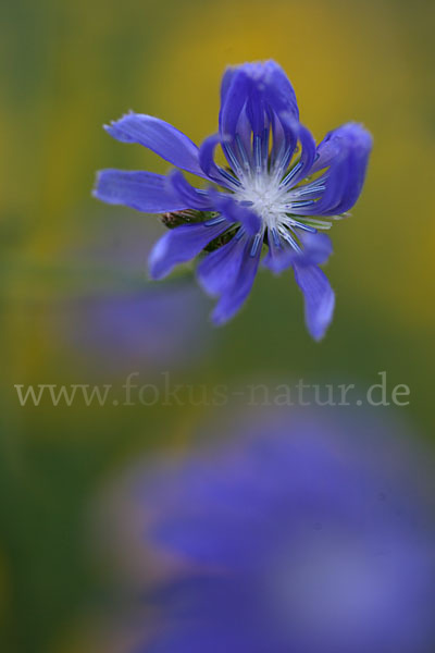 Gewöhnliche Wegwarte (Cichorium intybus)