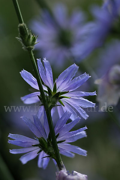 Gewöhnliche Wegwarte (Cichorium intybus)