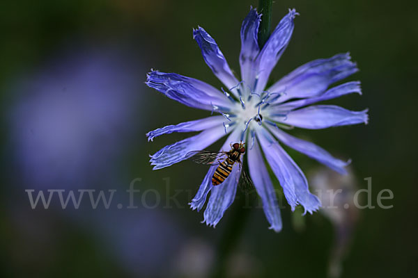 Gewöhnliche Wegwarte (Cichorium intybus)