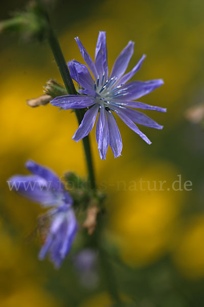 Gewöhnliche Wegwarte (Cichorium intybus)