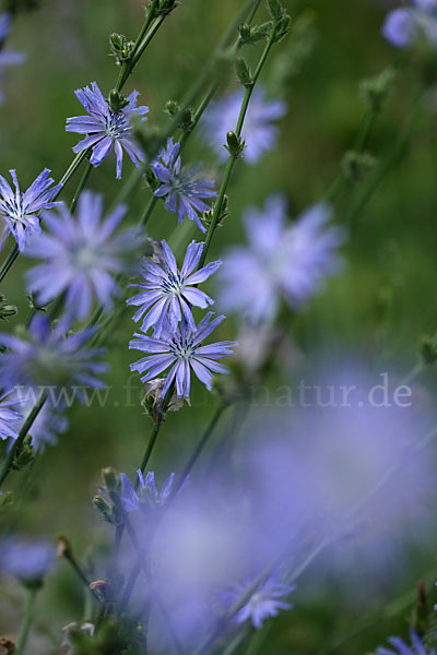 Gewöhnliche Wegwarte (Cichorium intybus)