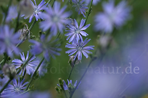 Gewöhnliche Wegwarte (Cichorium intybus)