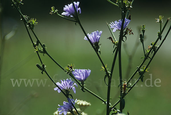 Gewöhnliche Wegwarte (Cichorium intybus)