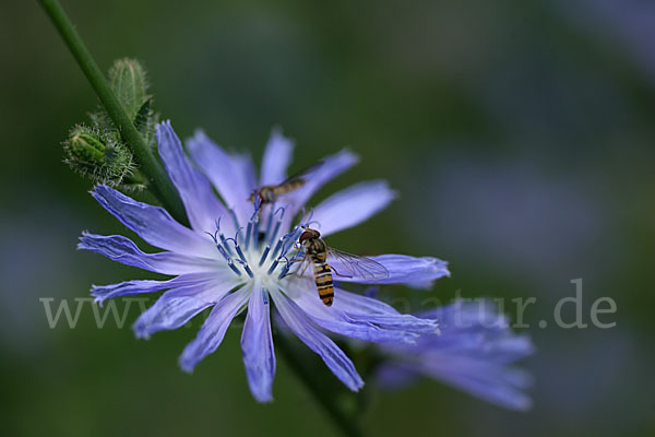 Gewöhnliche Wegwarte (Cichorium intybus)