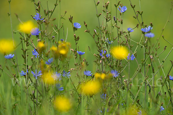 Gewöhnliche Wegwarte (Cichorium intybus)