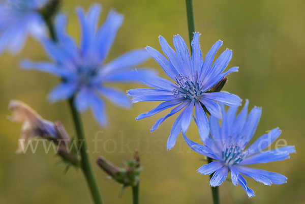 Gewöhnliche Wegwarte (Cichorium intybus)