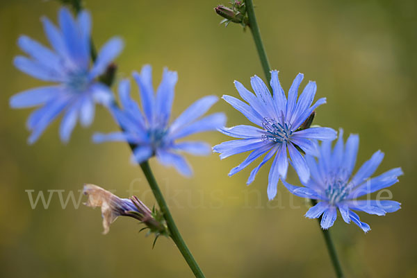 Gewöhnliche Wegwarte (Cichorium intybus)