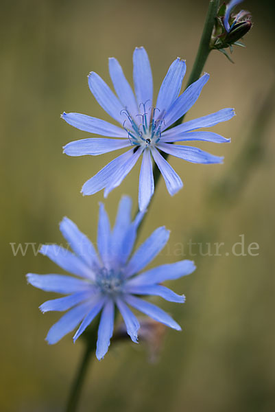 Gewöhnliche Wegwarte (Cichorium intybus)