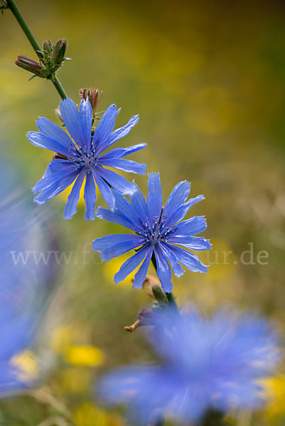 Gewöhnliche Wegwarte (Cichorium intybus)