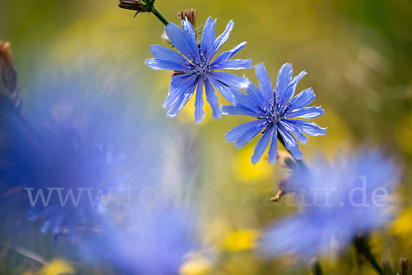 Gewöhnliche Wegwarte (Cichorium intybus)