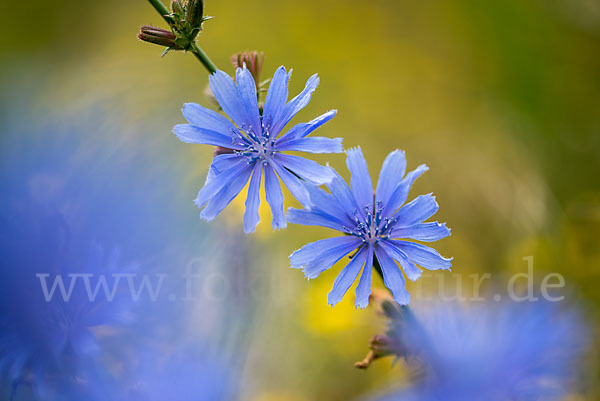 Gewöhnliche Wegwarte (Cichorium intybus)