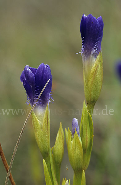 Gewöhnlicher Fransenenzian (Gentianella ciliata)