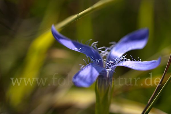 Gewöhnlicher Fransenenzian (Gentianella ciliata)