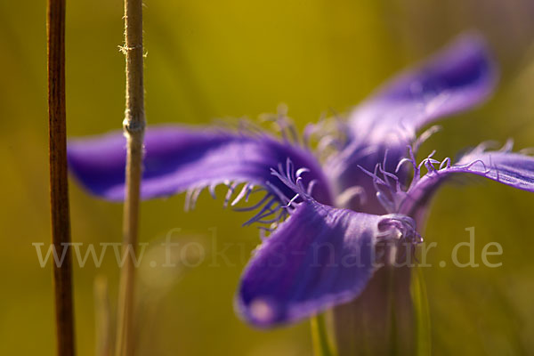 Gewöhnlicher Fransenenzian (Gentianella ciliata)