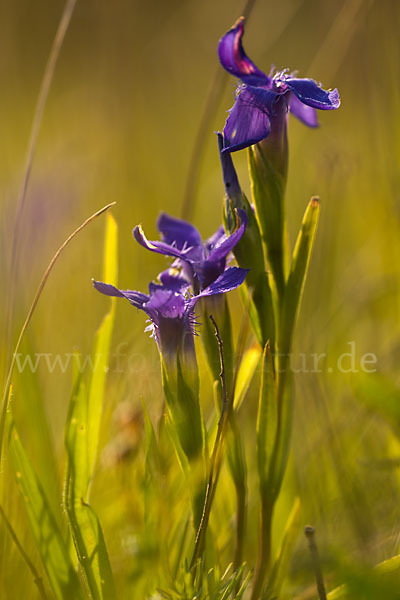 Gewöhnlicher Fransenenzian (Gentianella ciliata)