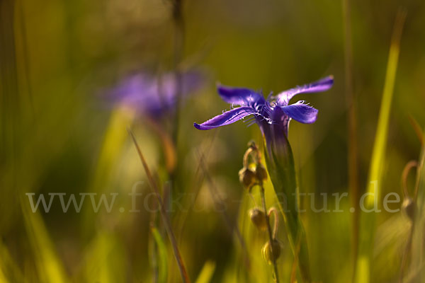 Gewöhnlicher Fransenenzian (Gentianella ciliata)