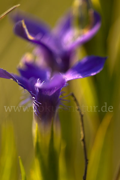 Gewöhnlicher Fransenenzian (Gentianella ciliata)