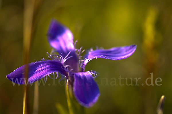 Gewöhnlicher Fransenenzian (Gentianella ciliata)