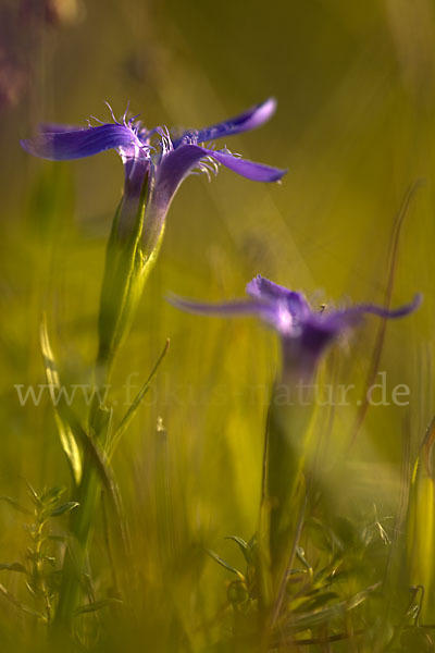 Gewöhnlicher Fransenenzian (Gentianella ciliata)