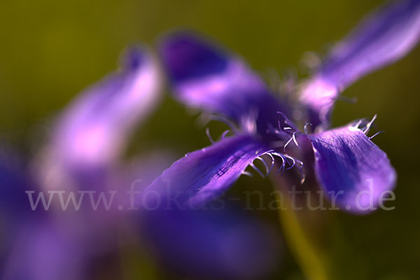 Gewöhnlicher Fransenenzian (Gentianella ciliata)