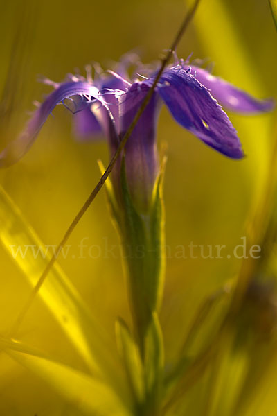 Gewöhnlicher Fransenenzian (Gentianella ciliata)