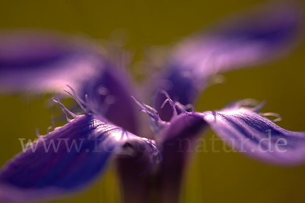 Gewöhnlicher Fransenenzian (Gentianella ciliata)