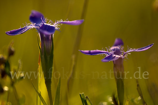 Gewöhnlicher Fransenenzian (Gentianella ciliata)