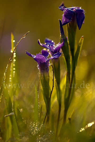 Gewöhnlicher Fransenenzian (Gentianella ciliata)