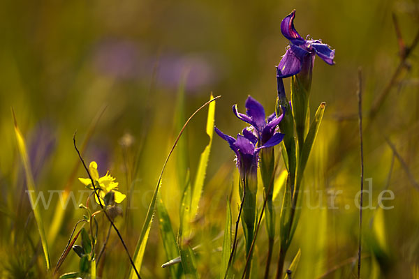 Gewöhnlicher Fransenenzian (Gentianella ciliata)