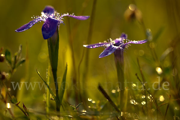 Gewöhnlicher Fransenenzian (Gentianella ciliata)