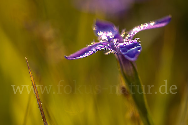 Gewöhnlicher Fransenenzian (Gentianella ciliata)