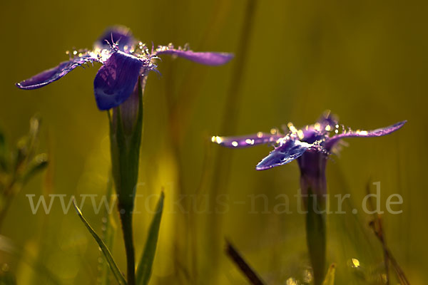 Gewöhnlicher Fransenenzian (Gentianella ciliata)