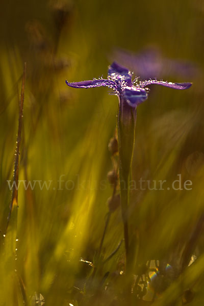 Gewöhnlicher Fransenenzian (Gentianella ciliata)