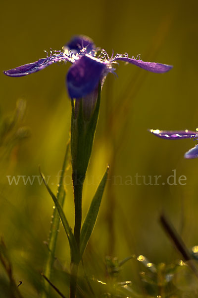 Gewöhnlicher Fransenenzian (Gentianella ciliata)