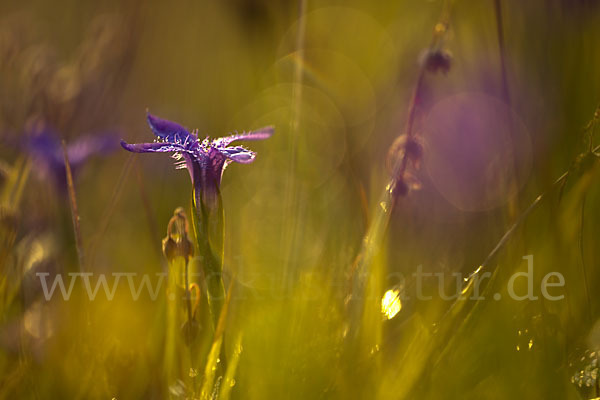 Gewöhnlicher Fransenenzian (Gentianella ciliata)