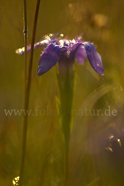 Gewöhnlicher Fransenenzian (Gentianella ciliata)