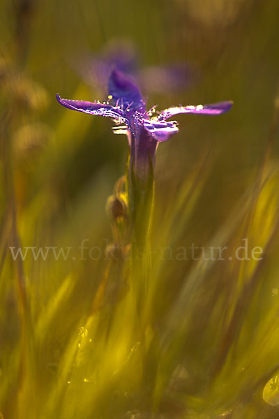 Gewöhnlicher Fransenenzian (Gentianella ciliata)