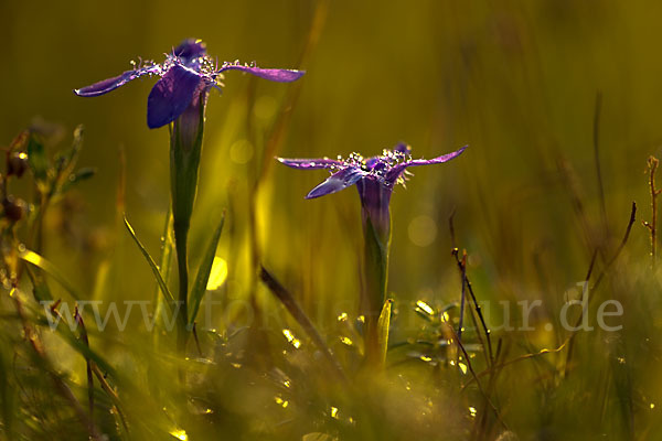 Gewöhnlicher Fransenenzian (Gentianella ciliata)