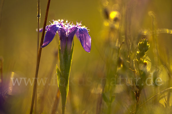 Gewöhnlicher Fransenenzian (Gentianella ciliata)