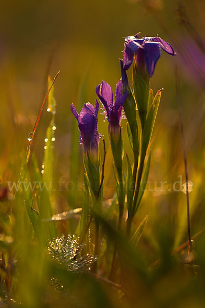 Gewöhnlicher Fransenenzian (Gentianella ciliata)