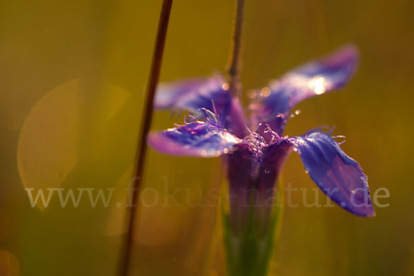 Gewöhnlicher Fransenenzian (Gentianella ciliata)