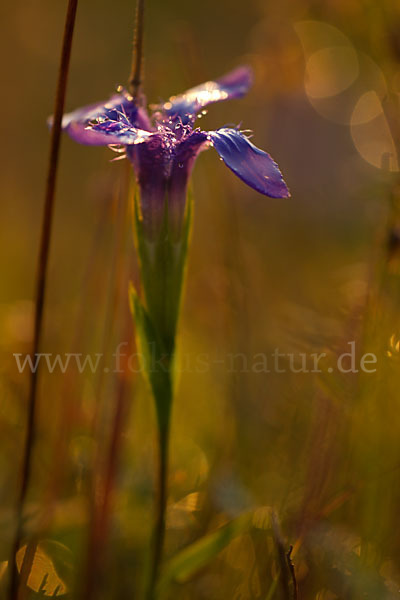 Gewöhnlicher Fransenenzian (Gentianella ciliata)