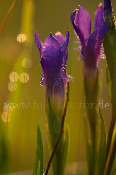 Gewöhnlicher Fransenenzian (Gentianella ciliata)