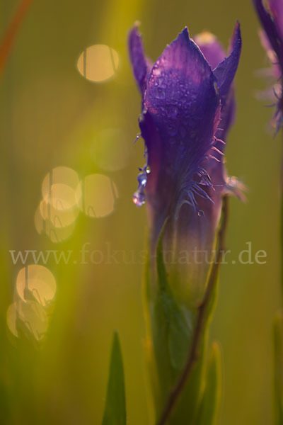 Gewöhnlicher Fransenenzian (Gentianella ciliata)