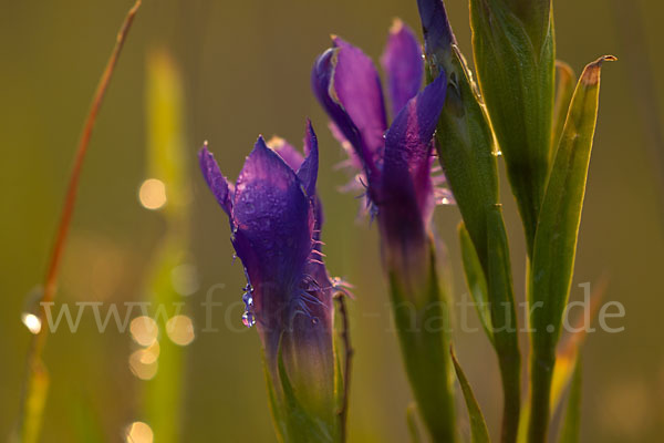 Gewöhnlicher Fransenenzian (Gentianella ciliata)