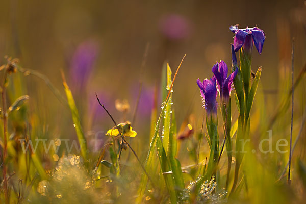 Gewöhnlicher Fransenenzian (Gentianella ciliata)