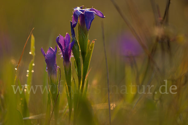 Gewöhnlicher Fransenenzian (Gentianella ciliata)