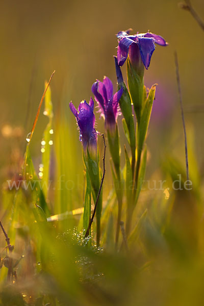 Gewöhnlicher Fransenenzian (Gentianella ciliata)