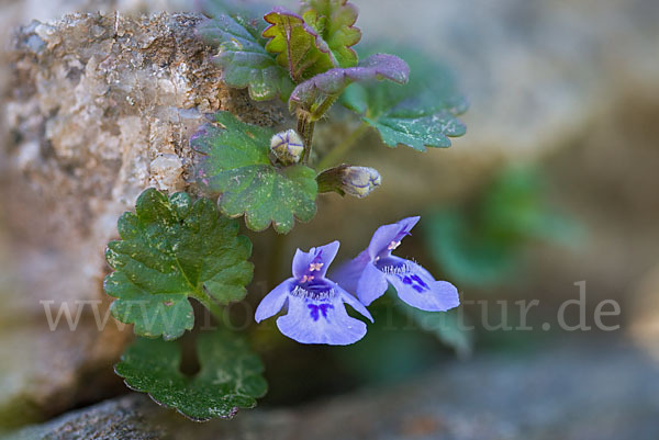 Gewöhnlicher Gundermann (Glechoma hederacea)