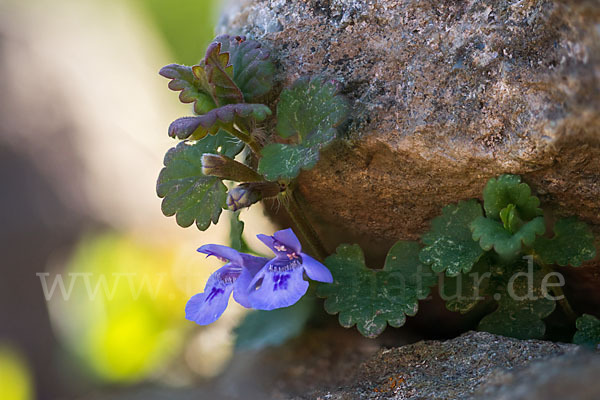 Gewöhnlicher Gundermann (Glechoma hederacea)